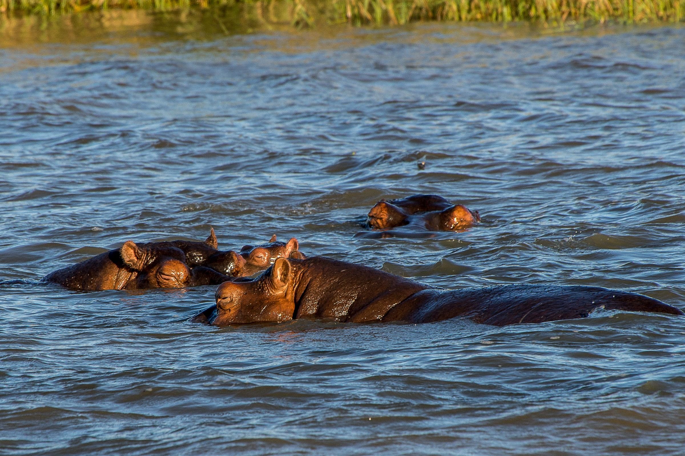Hippos in the river