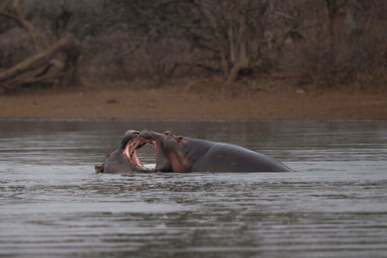 Hippos in the water in South Africa
