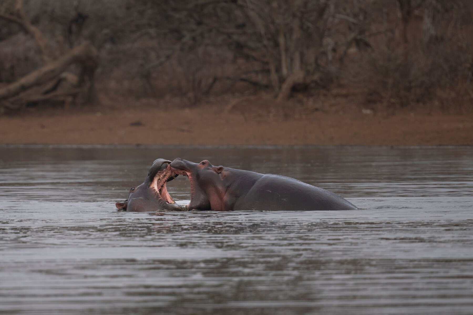Hippos in the water in South Africa