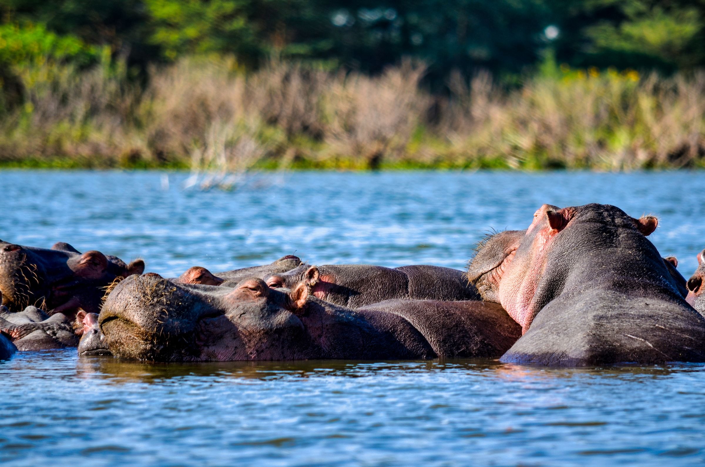 Hippos basking in the water