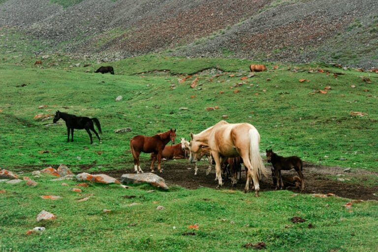 Horses grazing on a mountain pasture in Kyrgyzstan
