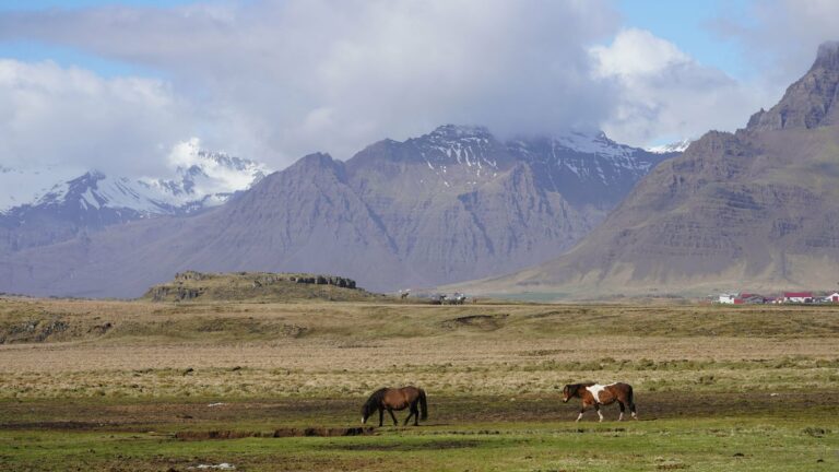 Icelandic horses grazing below mountains