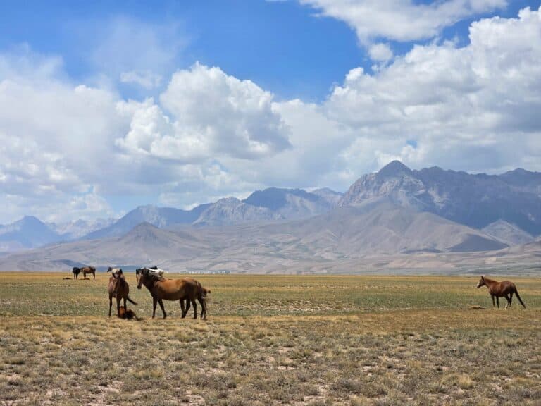 Horses on the plains of the Osh region beneath snowy peaks