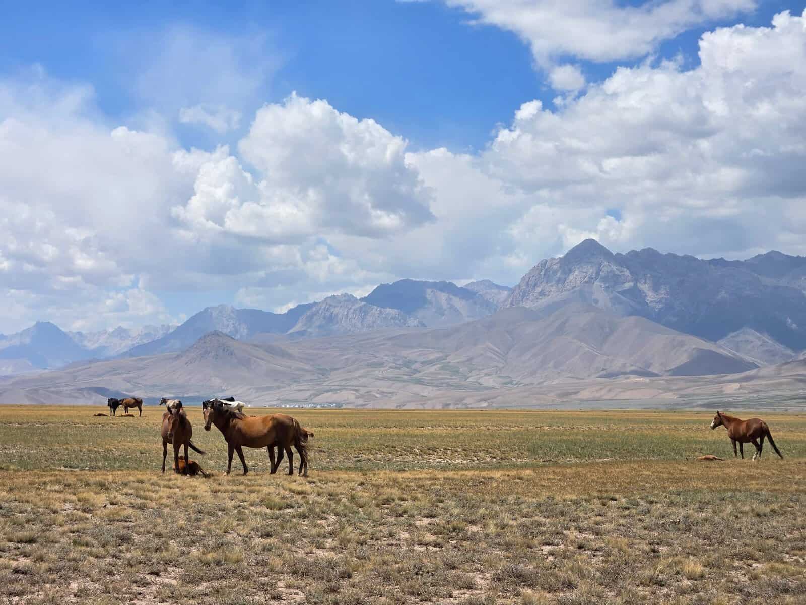 Horses on the plains of the Osh region beneath snowy peaks