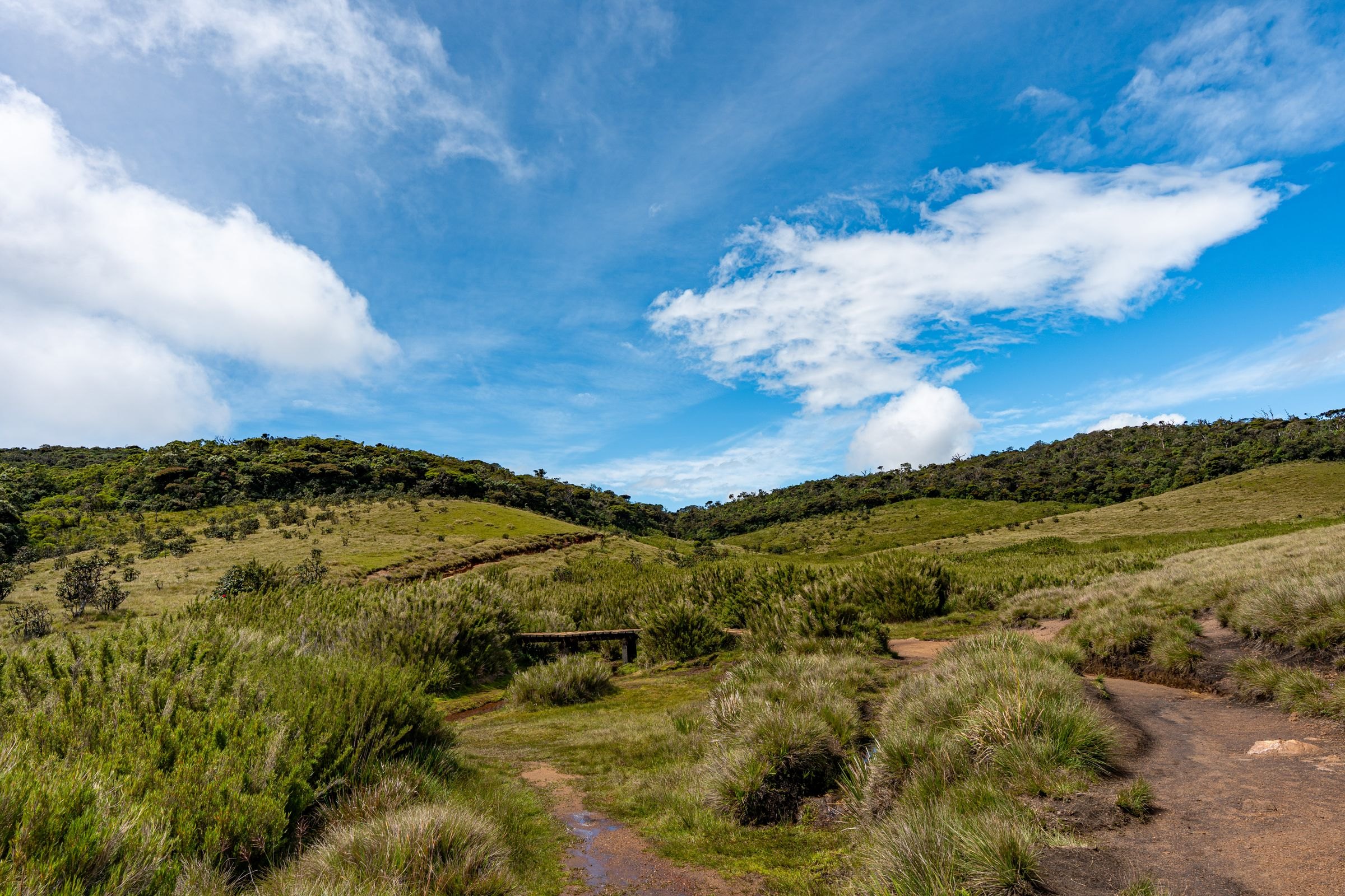 The grasslands of Horton Plains