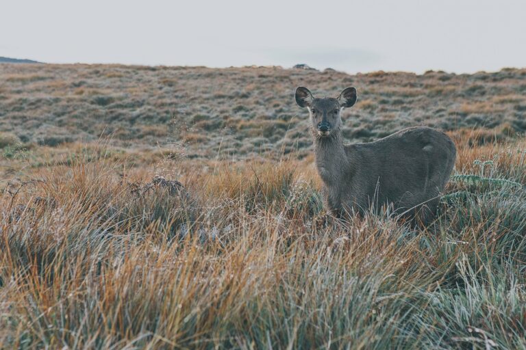 A sambar deer in the misty grasslands of Horton Plains