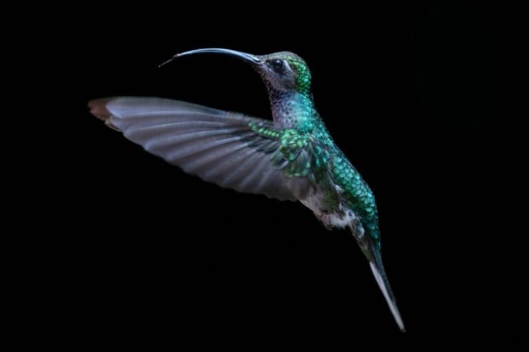 A hummingbird in flight