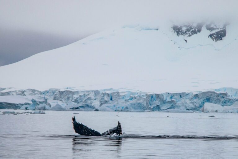 A humpback whale tail in Antarctic waters