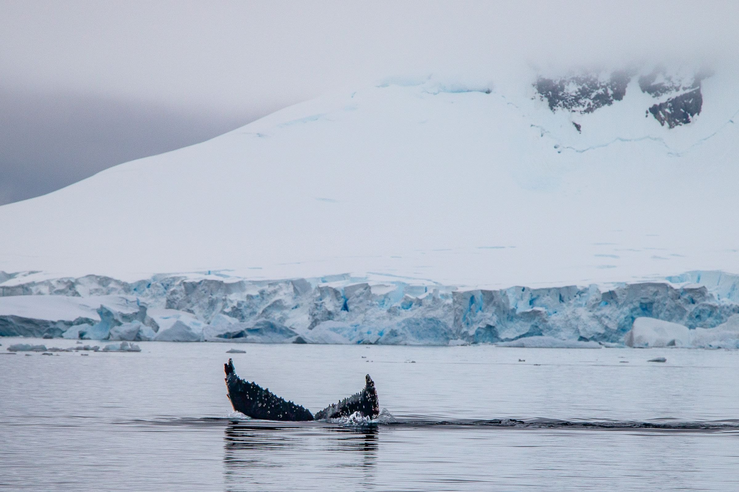 A humpback whale tail in Antarctic waters
