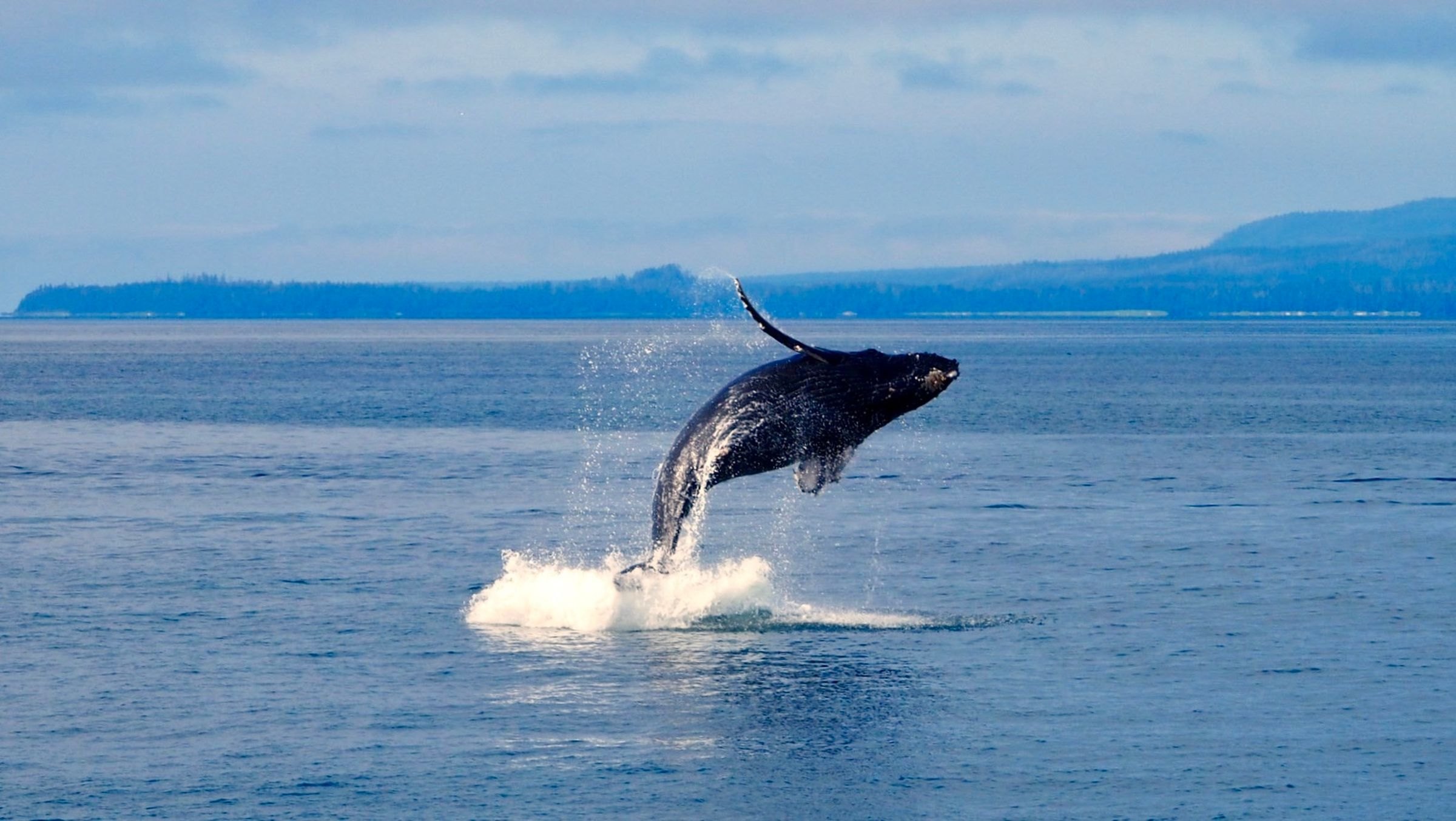 A humpback whale breaching in Alaska