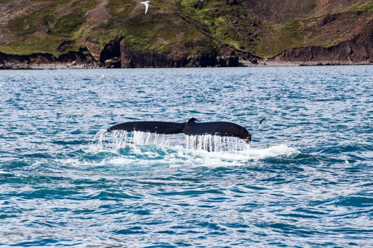 A humpback whale tail off Húsavík