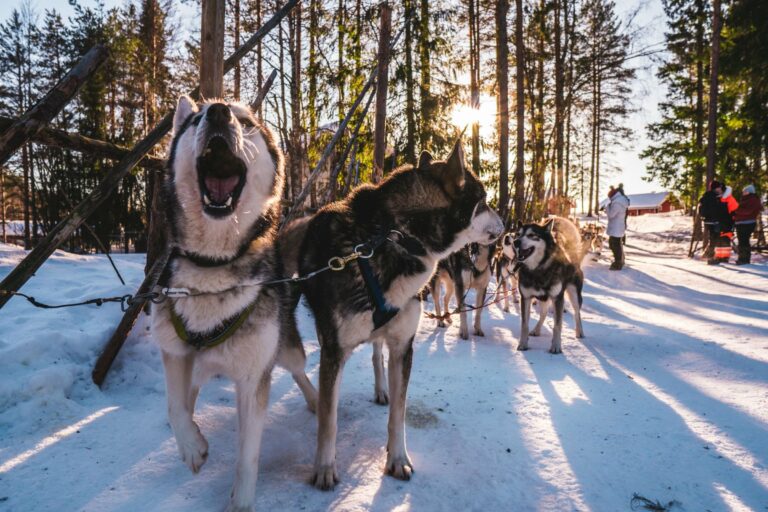 Huskies in a snowy forest in Finland