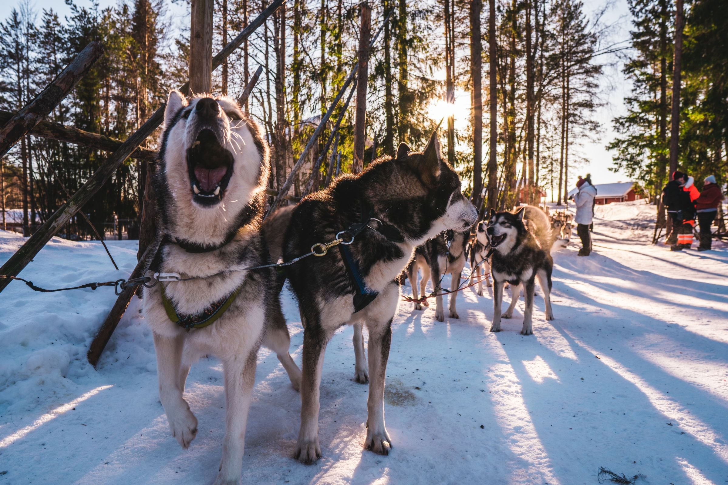 Huskies in a snowy forest in Finland