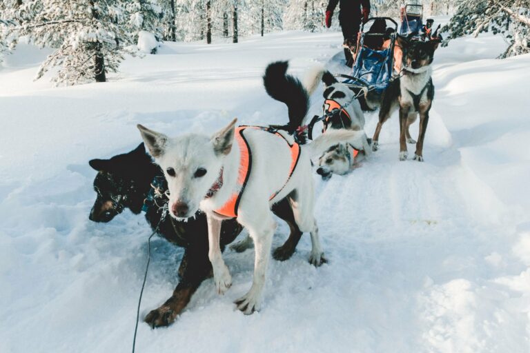 A husky team on a snowy trail in Finland