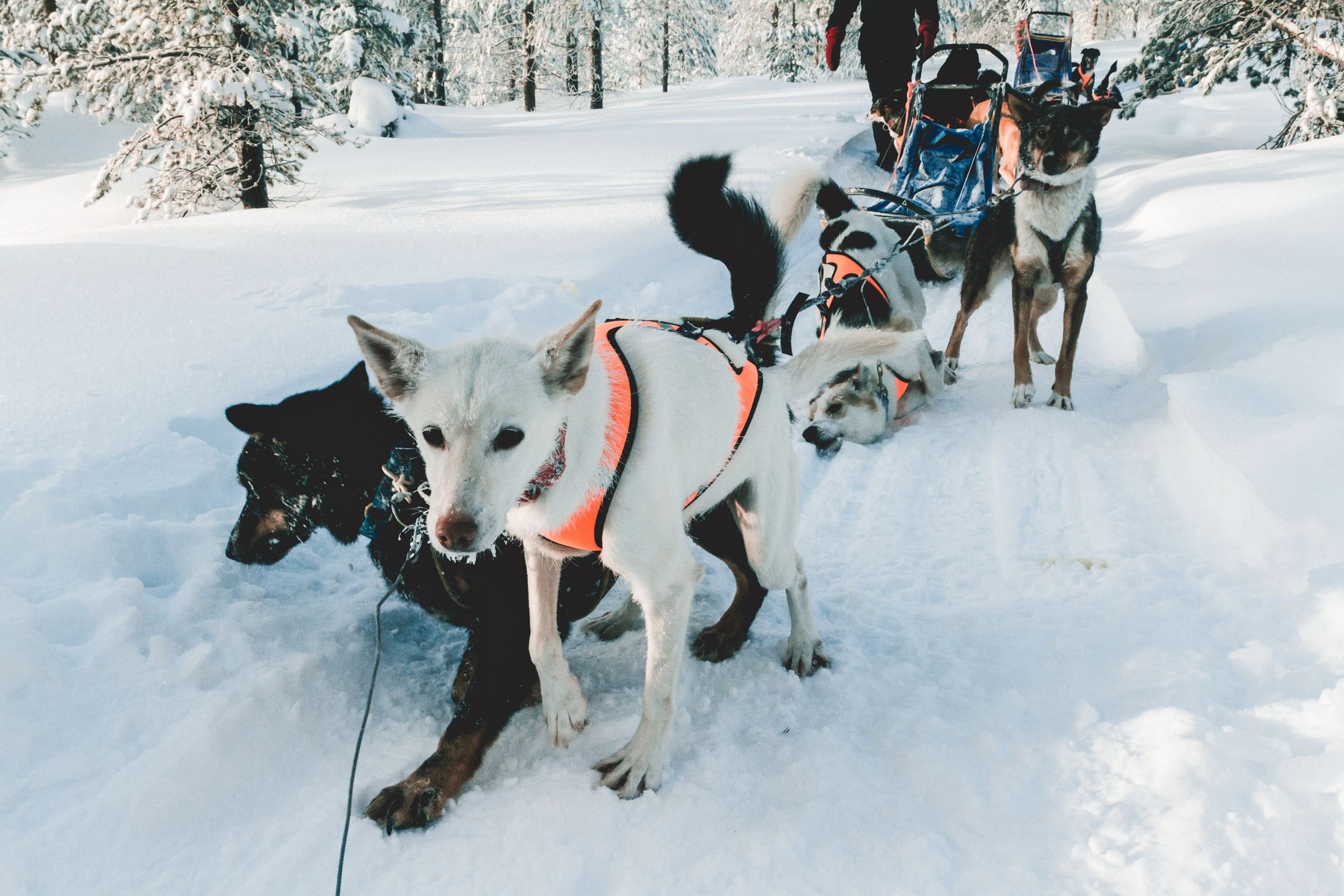 A husky team on a snowy trail in Finland