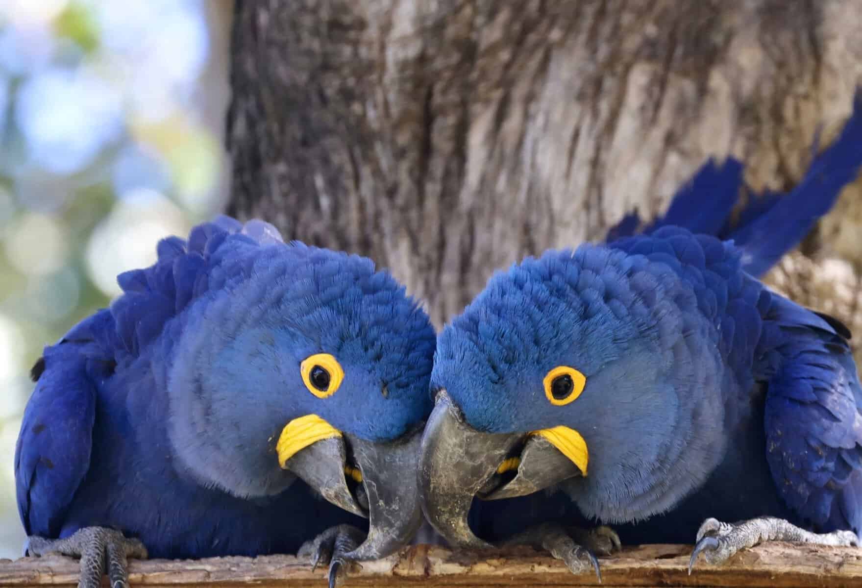 Two hyacinth macaws on a branch