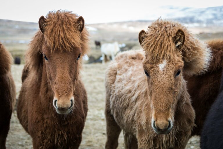 Two fuzzy Icelandic horses