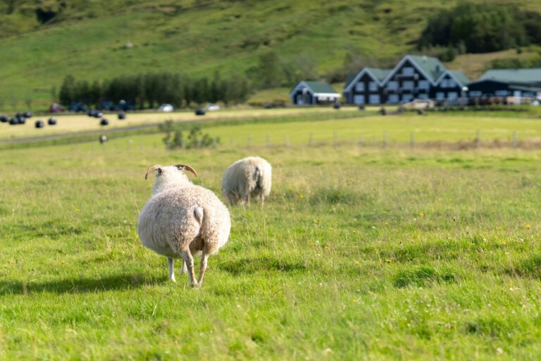 Sheep grazing beside an Icelandic farmhouse