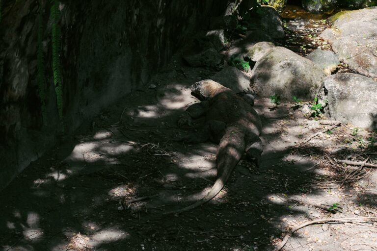 Komodo & East Nusa Tenggara