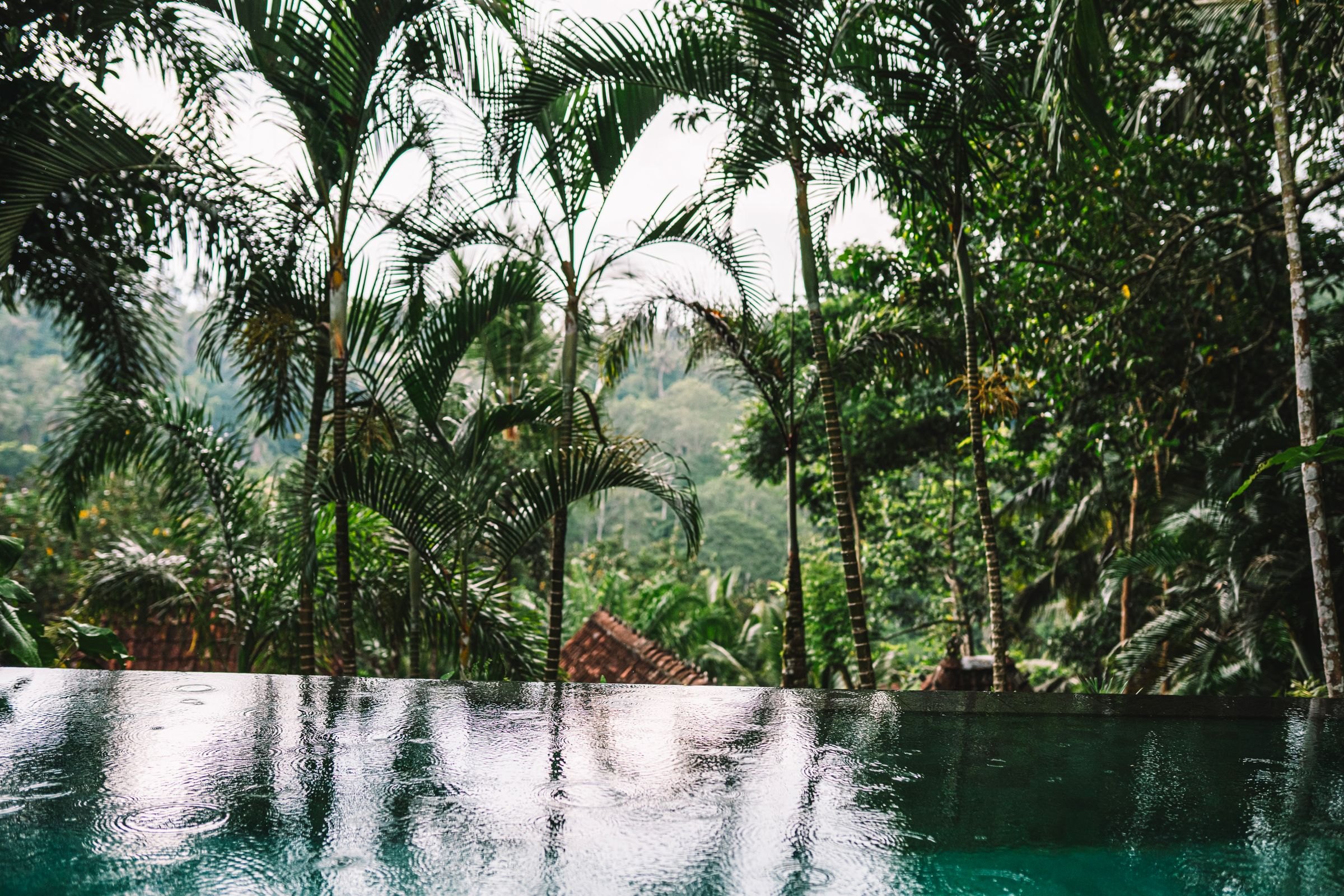 An infinity pool in the rainforest
