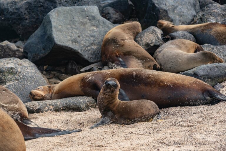 Sea lions on a beach in the Galapagos