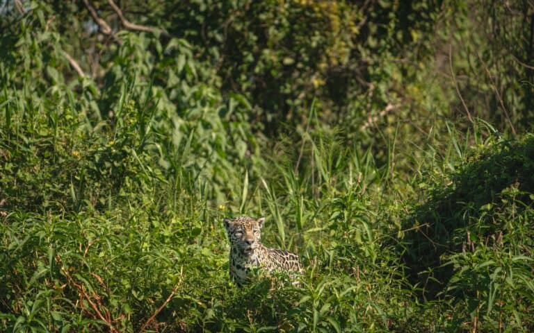 A jaguar in the greenery at Porto Jofre, Pantanal, Brazil