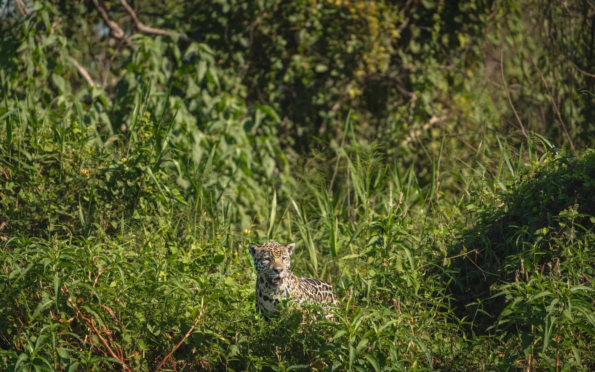 A jaguar in the greenery at Porto Jofre, Pantanal, Brazil