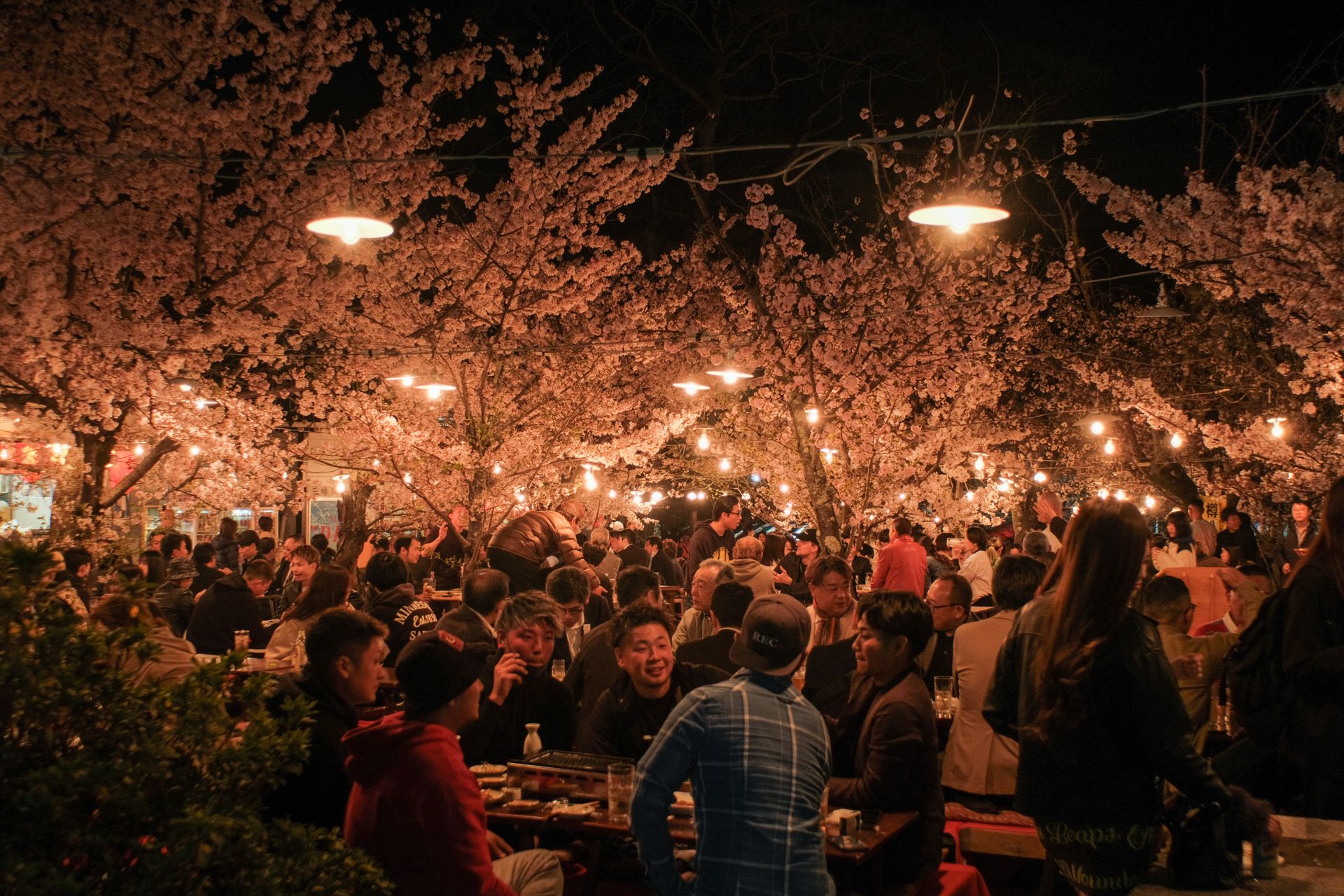 Crowds at an evening hanami gathering under illuminated cherry blossom
