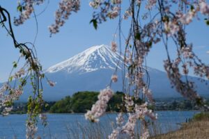 Mount Fuji and cherry blossom in spring, Japan