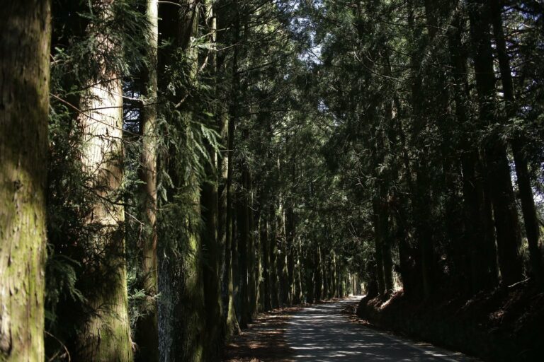 A forest path between tall trees