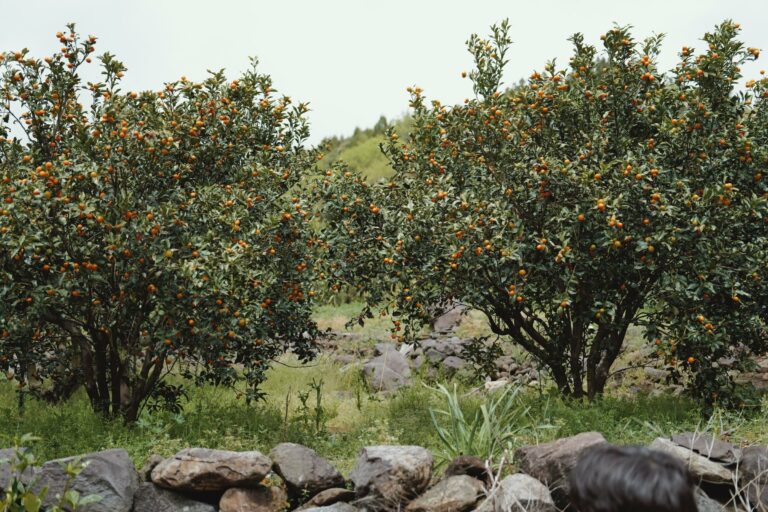 Orange trees in a Jeju orchard
