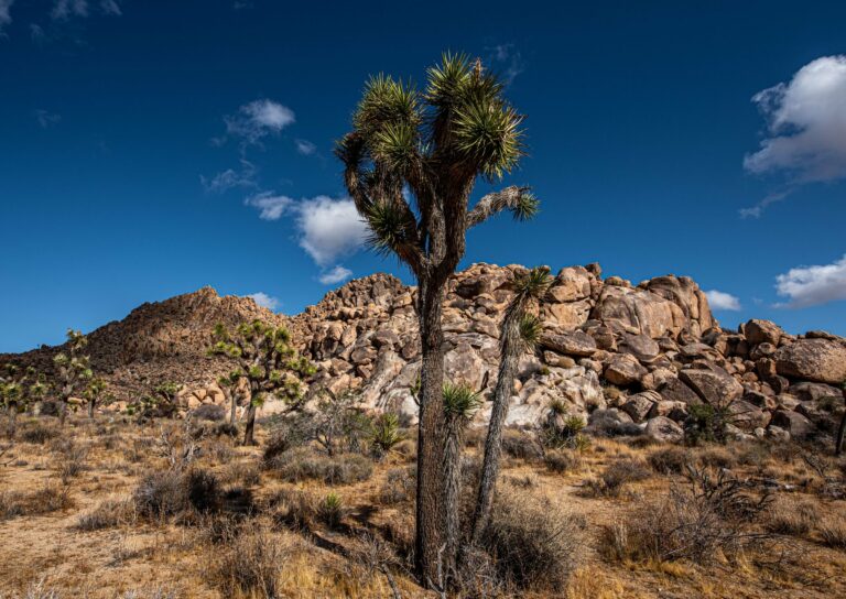 Joshua trees and boulders