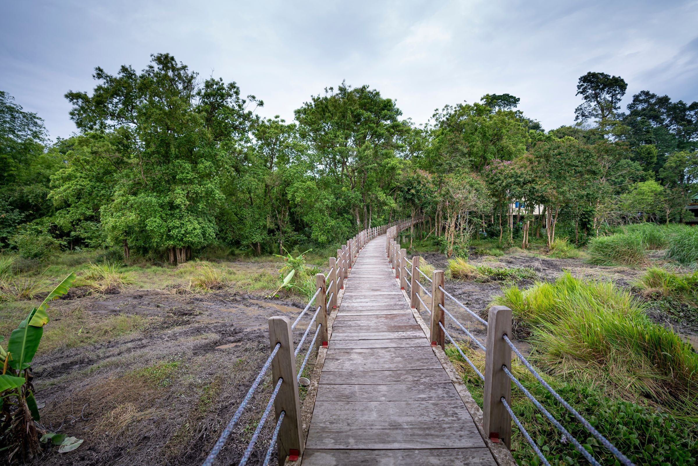 A boardwalk through the forest