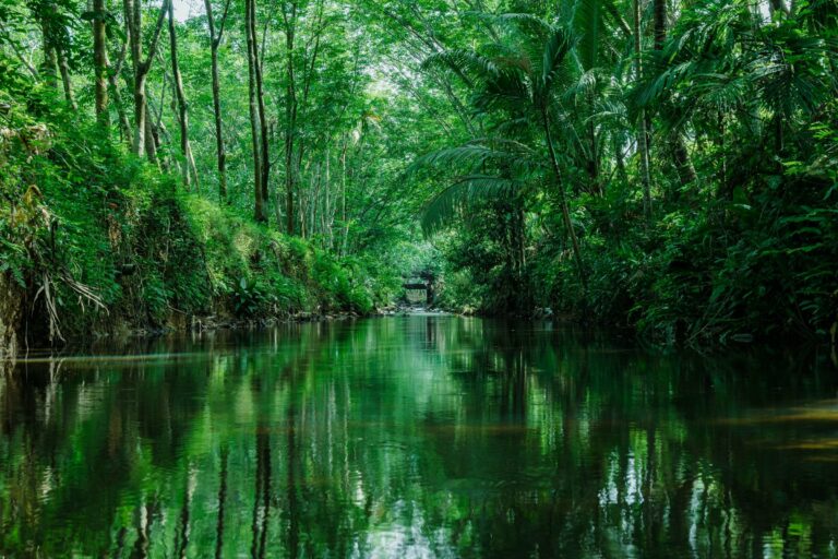 A calm jungle river in the rainforest