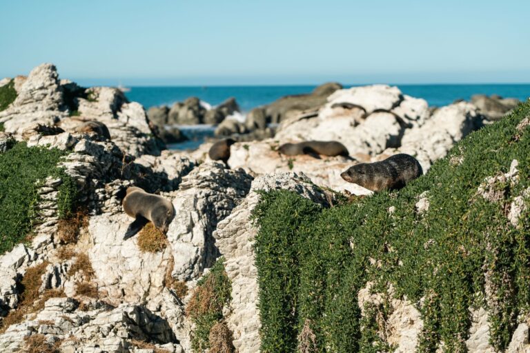 Fur seals on the rocks at Kaikoura