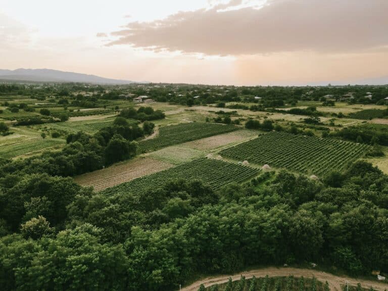 Vineyards and farmland in Kakheti, Georgia