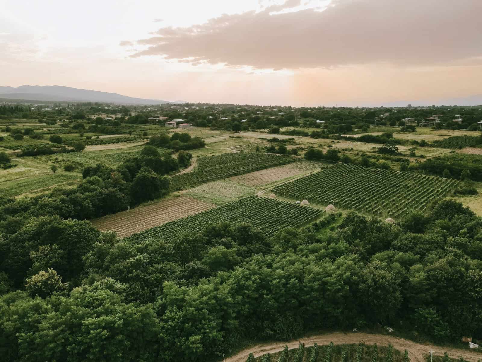 Vineyards and farmland in Kakheti, Georgia