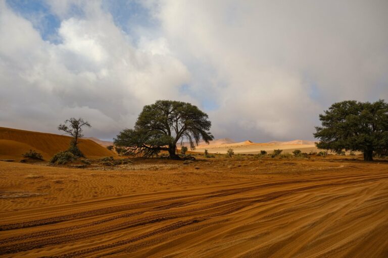 Red dunes and trees in the Kalahari