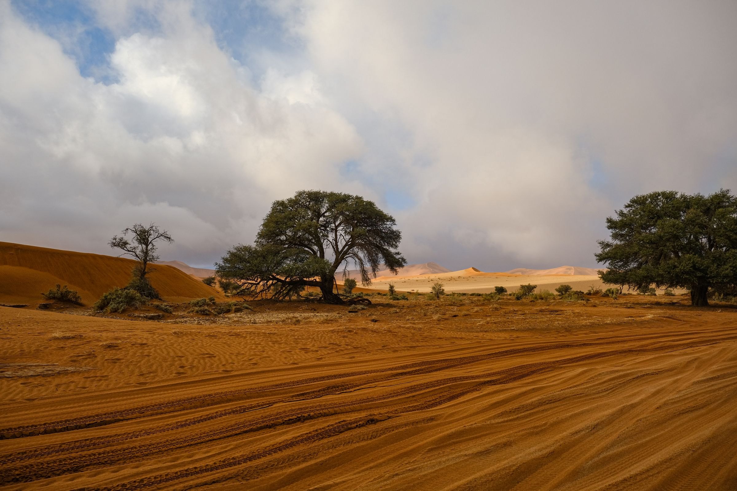 Red dunes and trees in the Kalahari