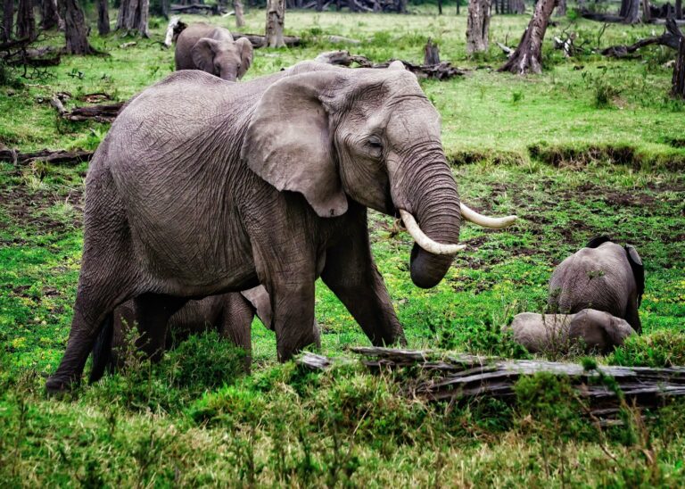Elephants in the green grasslands of Kenya