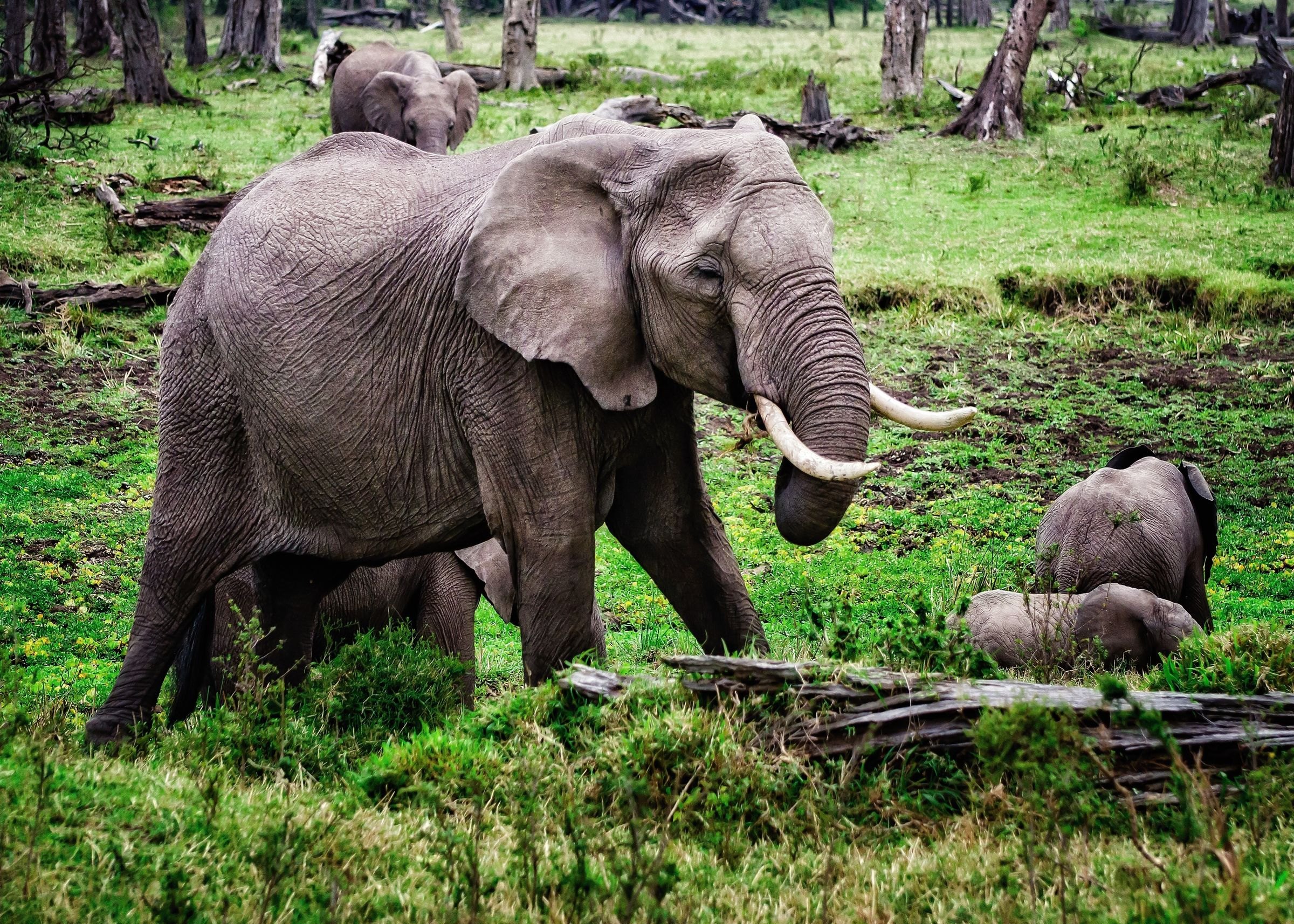 Elephants in the green grasslands of Kenya