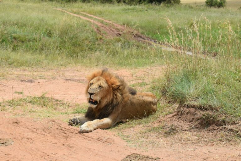 Masai Mara