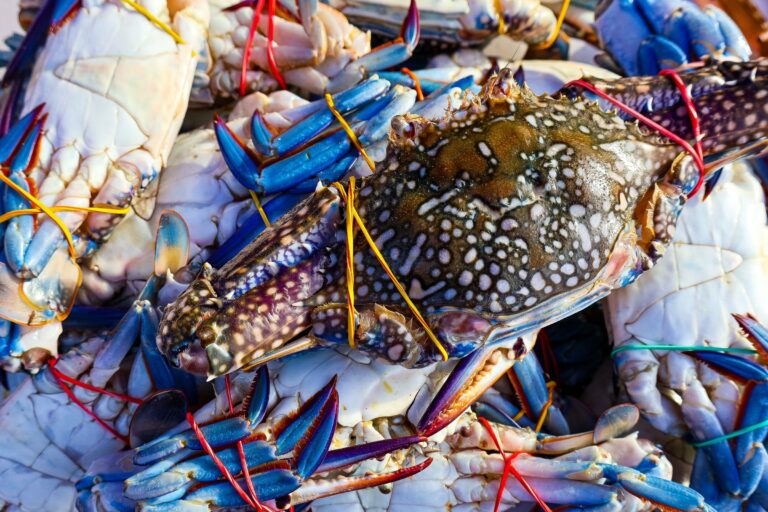 Fresh blue swimmer crabs at a seafood market