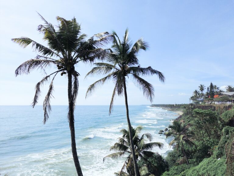 Palm trees above a beach in Kerala