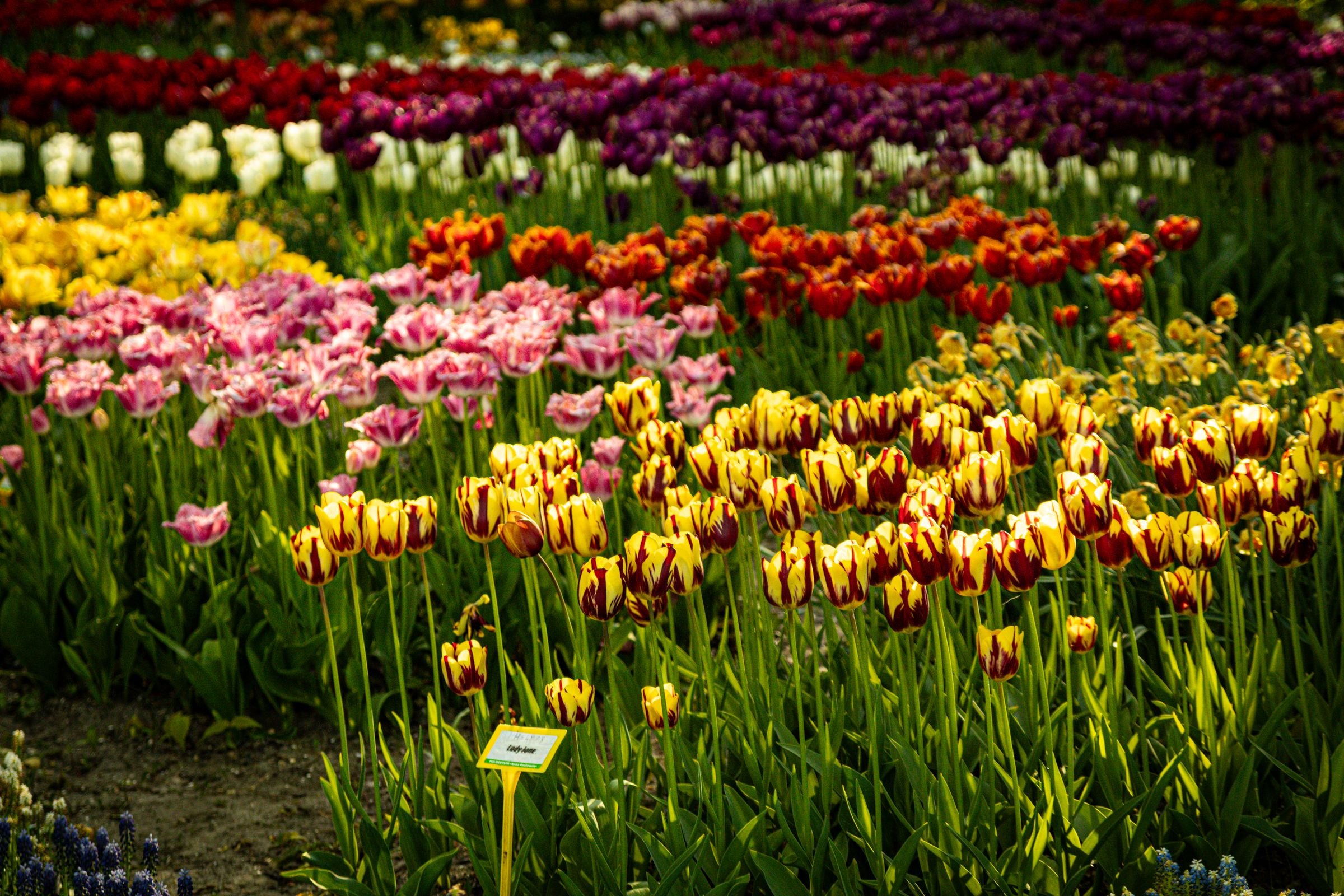 Colourful tulip beds at the Keukenhof