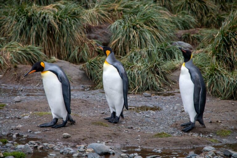 Three king penguins on rocky ground, South Georgia