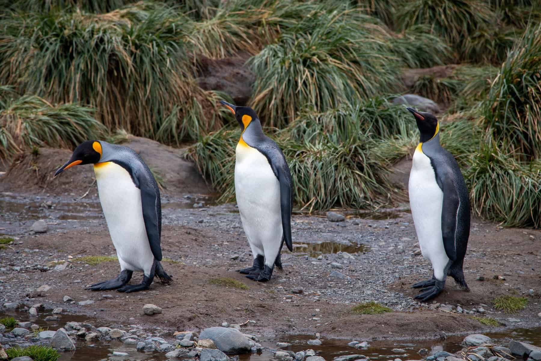 Three king penguins on rocky ground, South Georgia