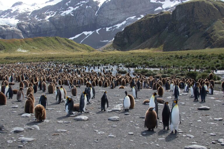 King penguins beneath snowy mountains on South Georgia