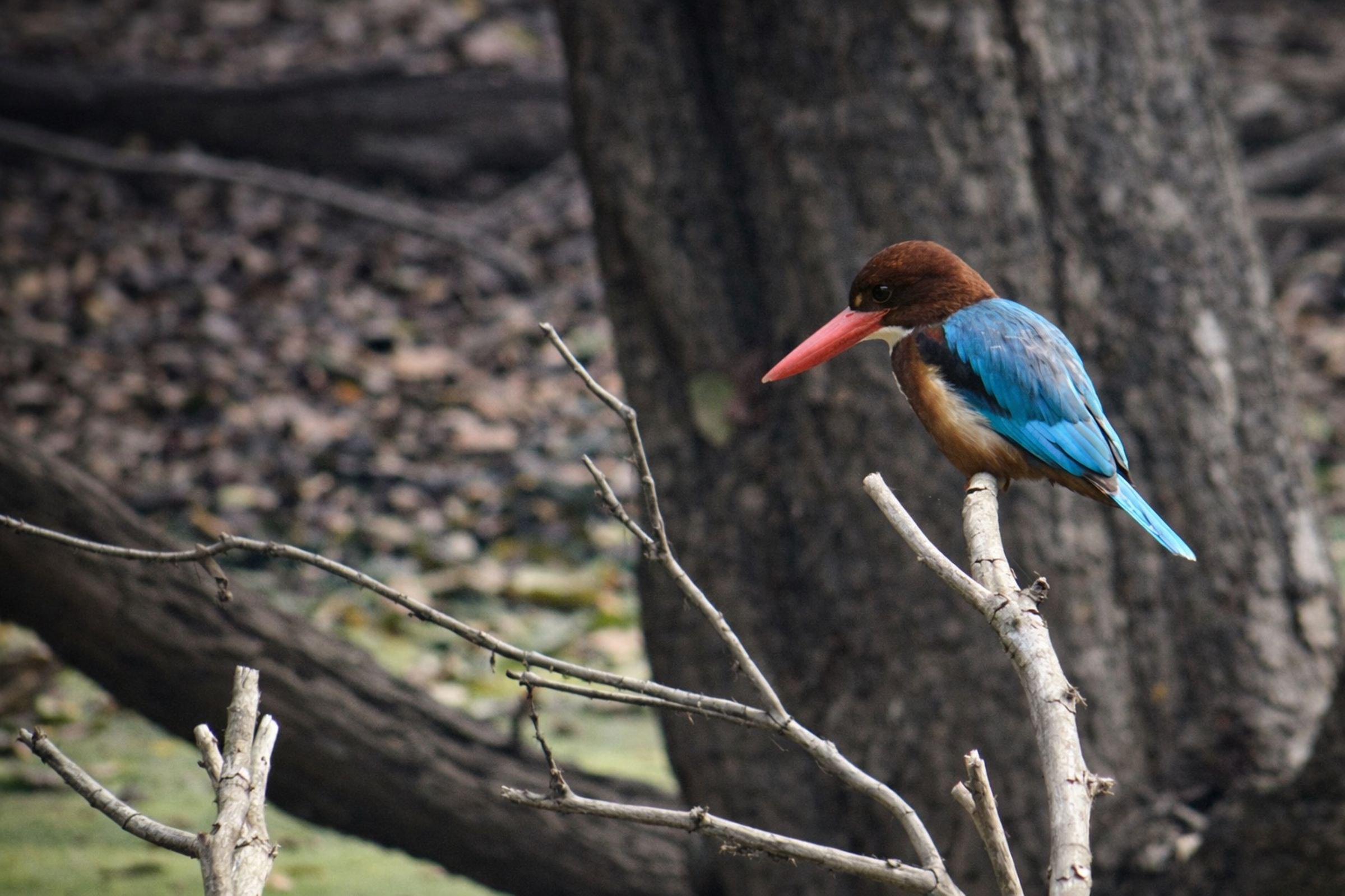 A white-throated kingfisher at Bharatpur