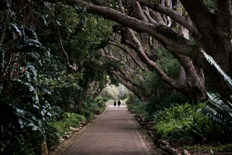 A tree-lined walkway in Kirstenbosch, Cape Town